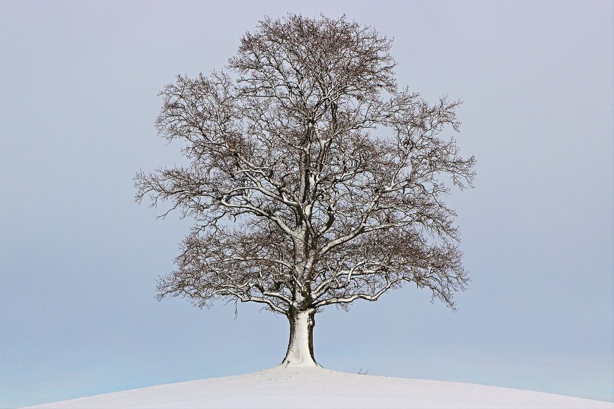 One tree shown across four seasons